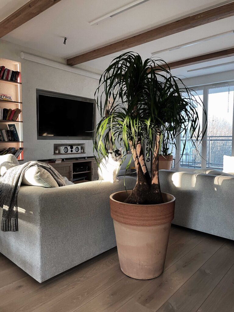 Salon z dużą rośliną w terakotowej donicy