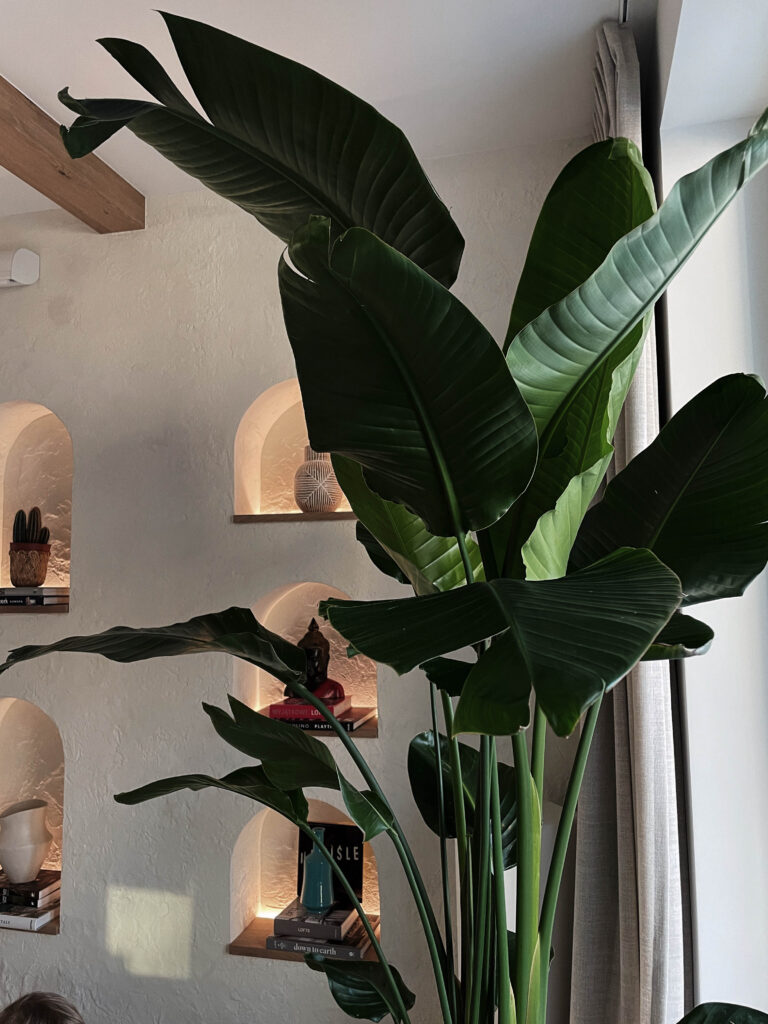 Strelicja w jasnym wnętrzu z wnękami w ścianie