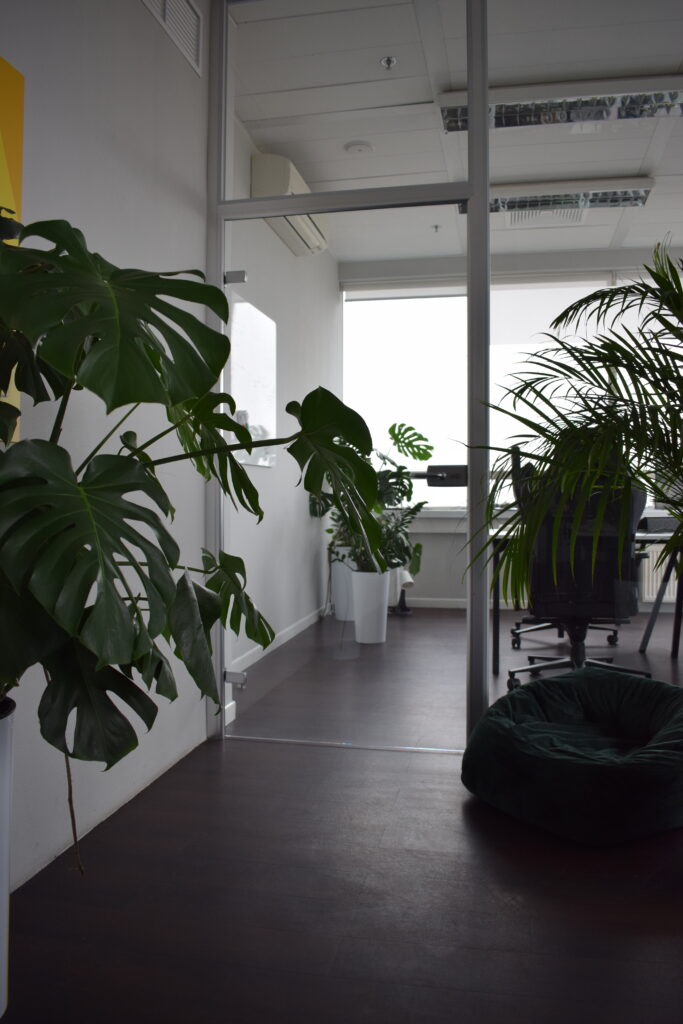 Monstera i palma w donicach w biurze