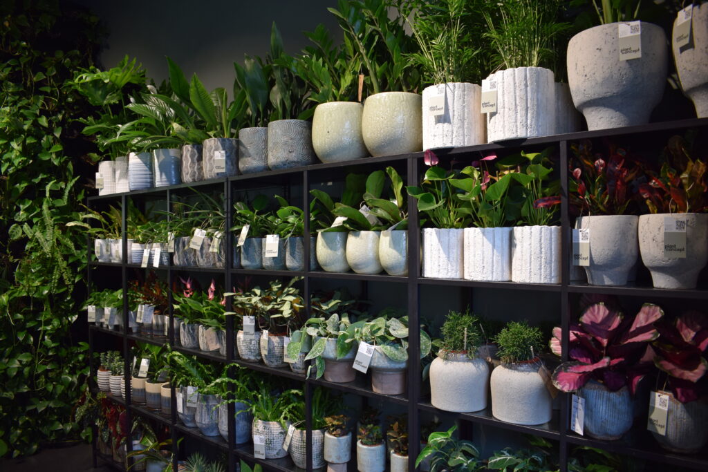 Regały z roślinami doniczkowymi w sklepie Plant Concept na Mokotowie