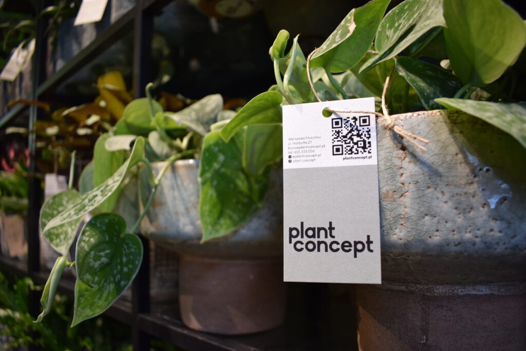 Roślina z metką Plant Concept w sklepie