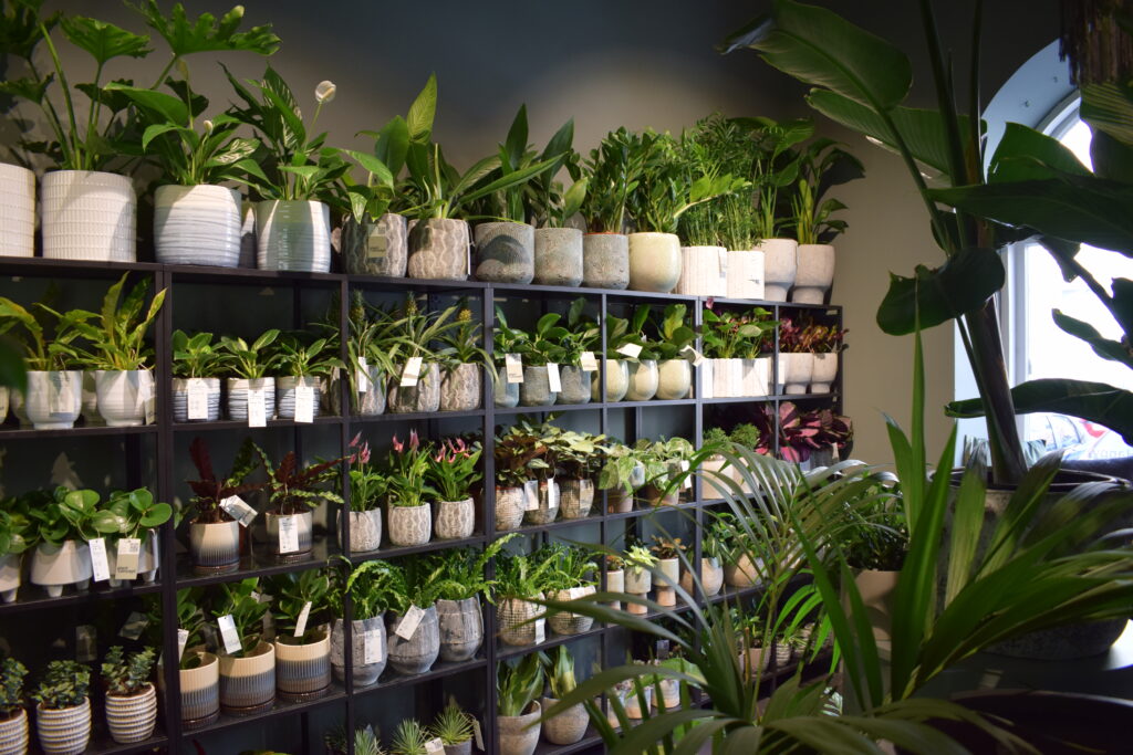Półki pełne roślin w sklepie Plant Concept