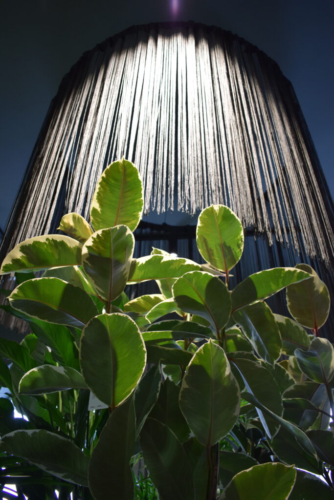 Rośliny pod lampą w sklepie Plant Concept