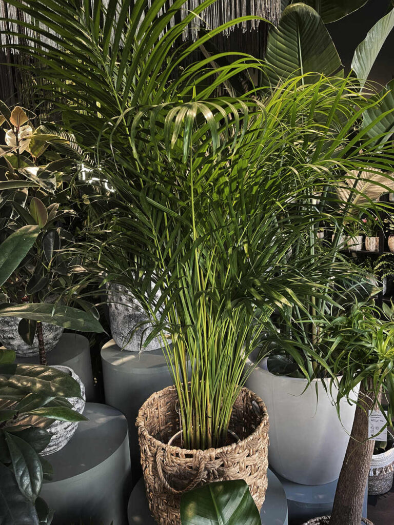 Areka (Dypsis lutescens) w wiklinowej donicy wśród innych roślin