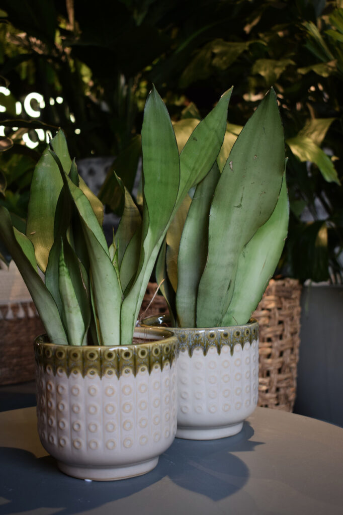 Sansewieria Moonshine w ceramicznych doniczkach