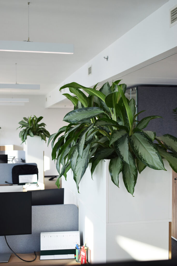 Aglaonema na szafce w jasnym biurze
